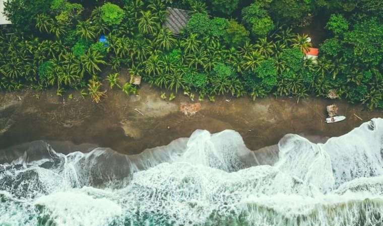 Sosyal mesafeyi muhafaza eden ağaçlar, biyoçeşitliliği koruyor
