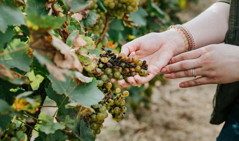 NASA'dan üzüm bağlarını kurtarma yardımı
