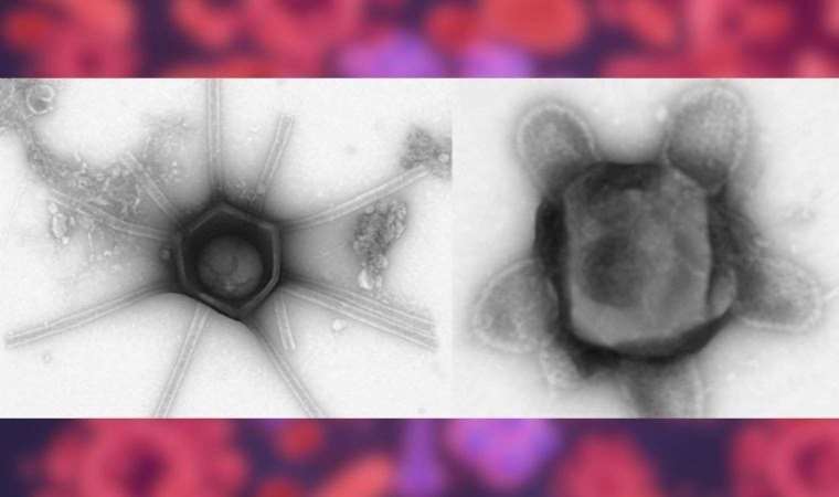 Hayal edilemez özelliklerde dev virüsler keşfedildi