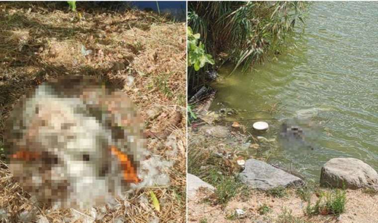 Bakırköy Botanik Parkı'nda hayvanları öldüren ilgisizlik