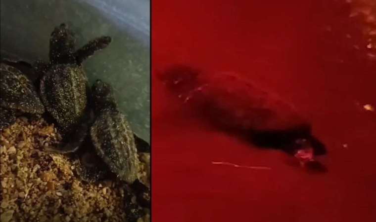 Didim’de yavru caretta carettalar denize ulaştı