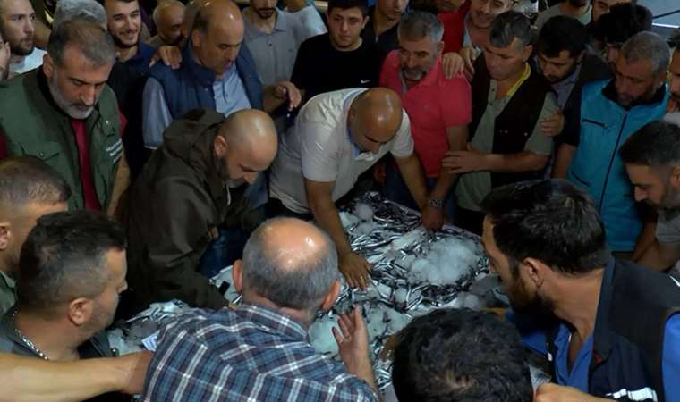 Av yasağı bitti, Gürpınar Balık Hali'nde ilk mezatlar gerçekleşti: Hamsinin kasası 2 bin 500 TL