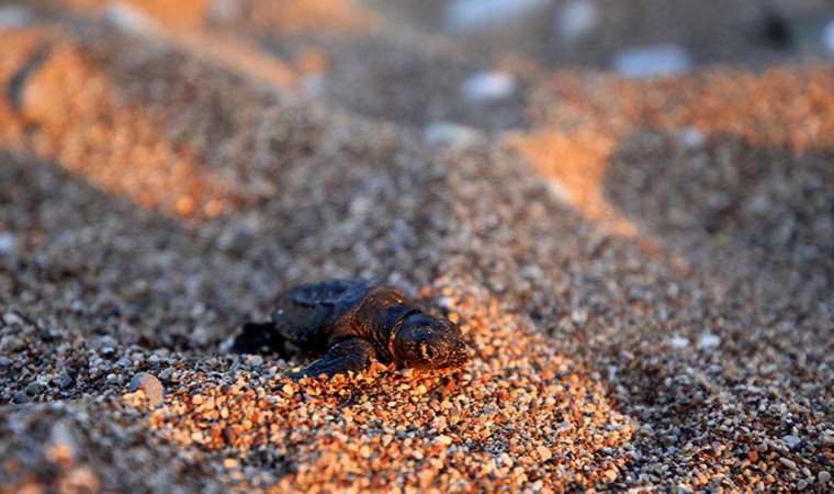 Yanlış ışığı takip eden caretta caretta yavruları araçların altında kalarak ezildi