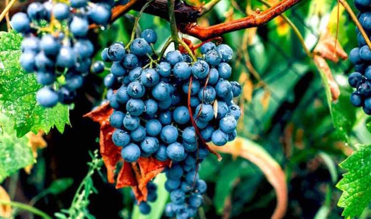 Eylül ayında hangi meyve ve sebzeleri tüketmeliyiz?