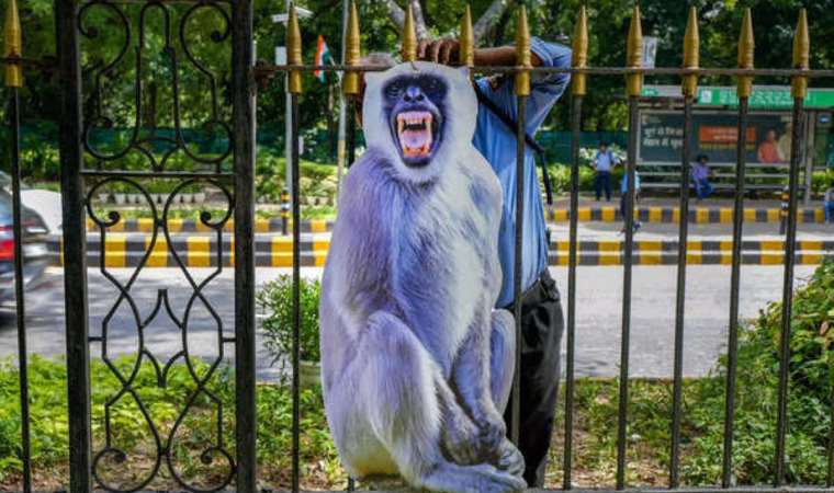 G-20 Zirvesi öncesi 'maymun' alarmı: Caddelere maket 'langur' konuşlandırıldı