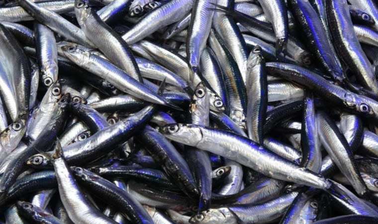 Bolluk bekleniyor ama...