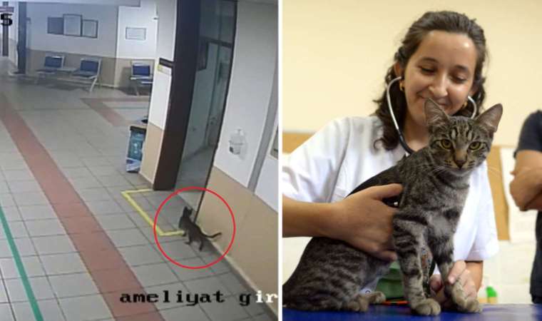 Hayvan hastanesine girmişti... 'Diyaframı yırtılan' kedi ameliyat edildi