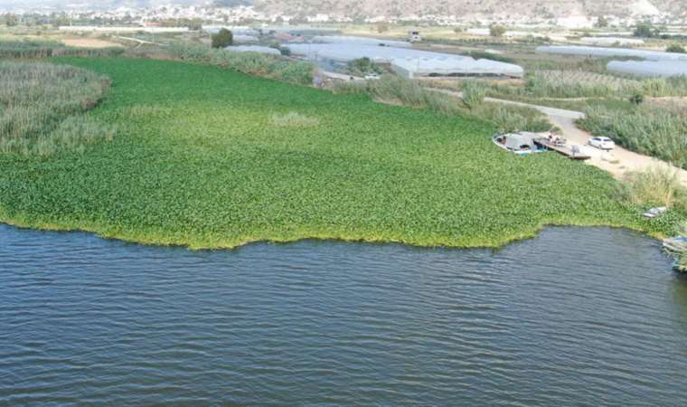 Boyları 1 metreyi buluyor! Adeta esir aldılar: Görüntüsü güzel ama balıklar için ölümcül...