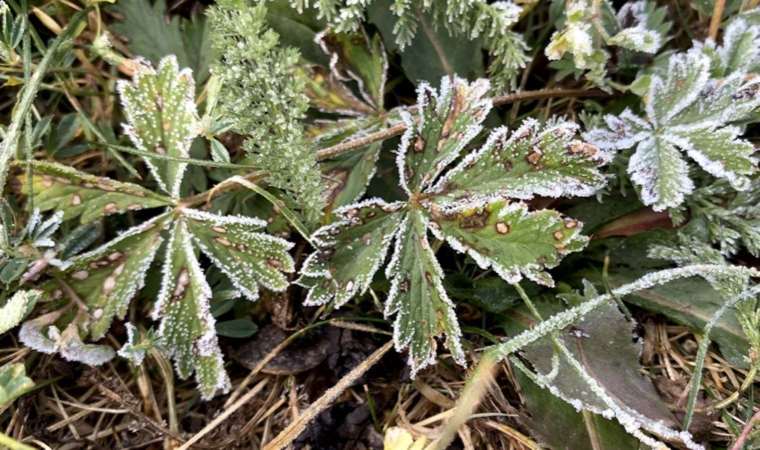 Ardahan’da sıcaklık sıfırın altına düştü: Kırağı oluştu