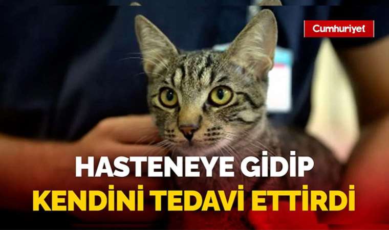 Diyaframı yırtılan kedi, hastaneye gidip ameliyat oldu; İşte o anlar...