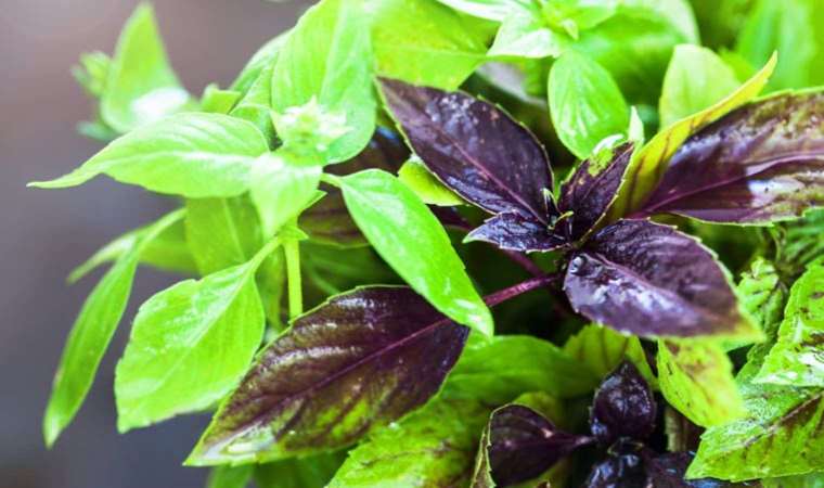 Reyhan nedir, hangi yemeklerde kullanılır? Reyhan şerbeti nasıl yapılır?