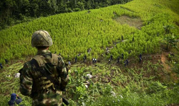 Kolombiya'da koka üretimi 2022'de 230 bin hektarla rekor kırdı