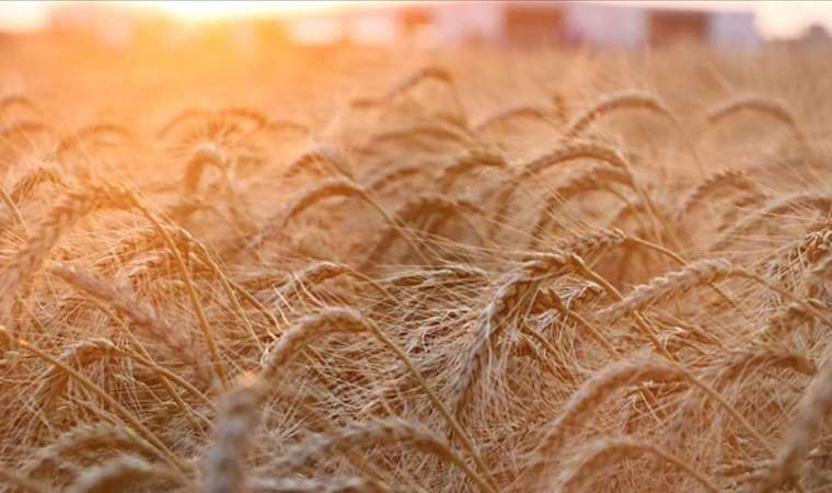 Bulgaristan, Ukrayna tahılının ithalatına getirilen yasağı kaldırıyor