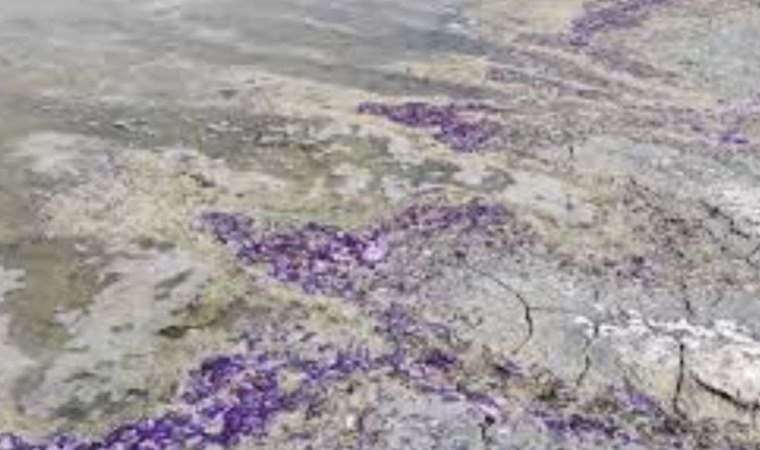 Burdur Gölü neden mora büründü? Burdur Gölü sahili neden renk değiştirdi? Sülfür asiti nedir?