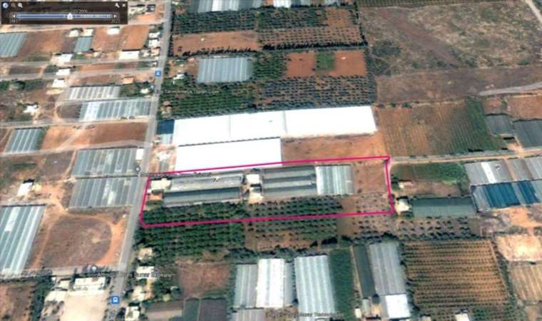 AKP’li başkan yardımcısı zeytin ağaçlarını kesti iddiası