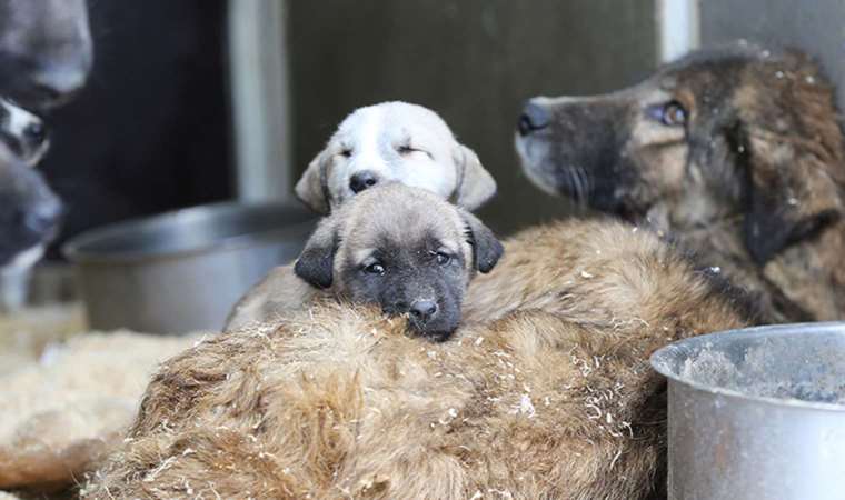 Yaşam kampüsleri ile sokak köpekleri sorununa çözüm aranıyor