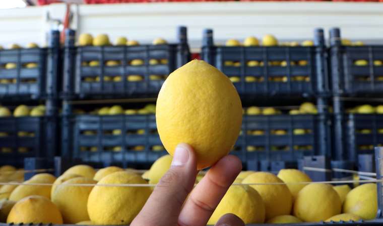 Bahçede 3 lira olan limon market raflarında 24 Lira!