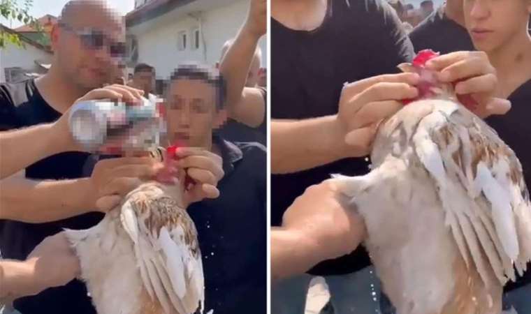 Düğünde horoza içki içiren 5 kişi için karar verildi