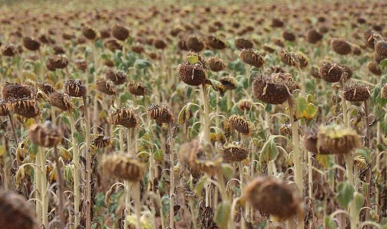 Ayçiçeği avans ödemesi fiyatı açıklandı: Ton başına 15 bin lira