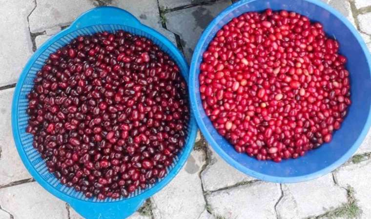 Kızılcık üretimi düştü, fiyatlar ikiye katlandı