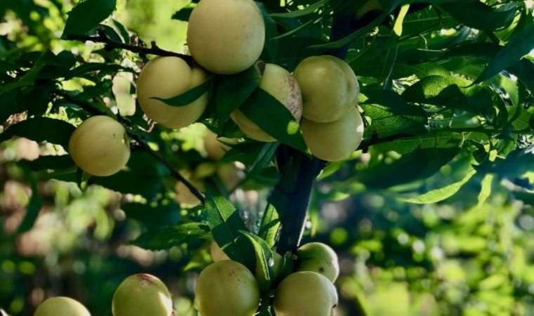 Düşük kalorili bir atıştırmalık: Diyetlerinizde kurtarıcı olacak...