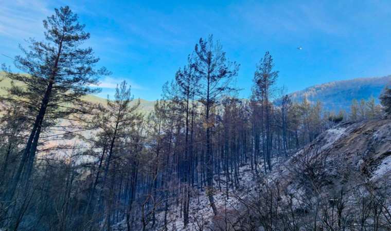 Bakan Yumaklı açıkladı... Alanya'daki orman yangını kontrol altına alındı!