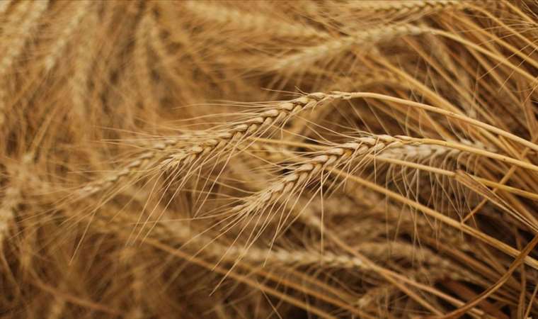 AB'den 'tahıl anlaşması' çıkışı: Anlaşmaya varma ihtimalimiz yok