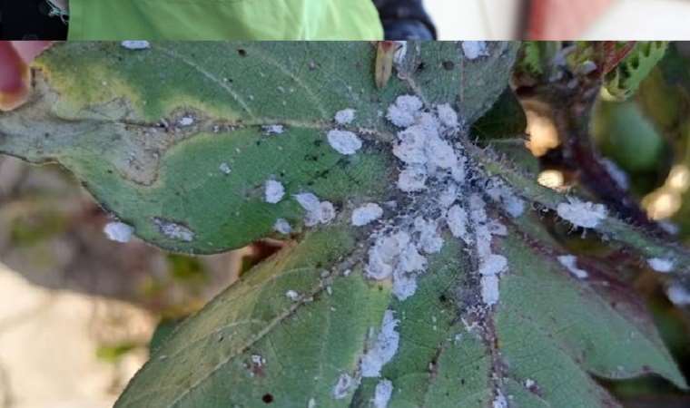 Beyaz altında 'unlu bit' istilası... Kültürel mücadele önemli!