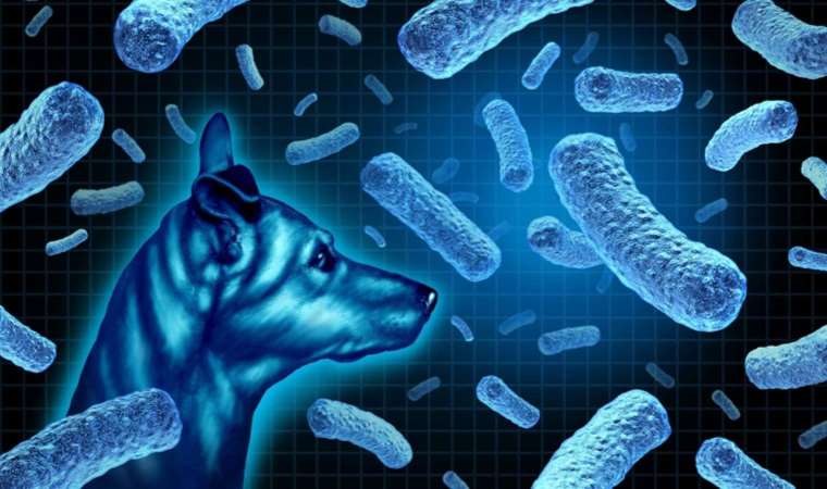 İngiltere'de iki kişide köpeklerden bulaştığı tespit edilen Brucella canis bakterisine rastlandı