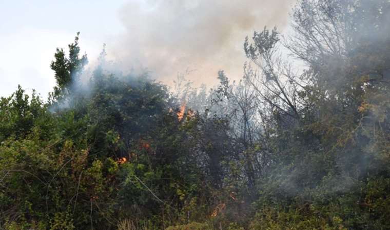 Sinop'ta orman yangını: Yüzlerce ağaç yandı
