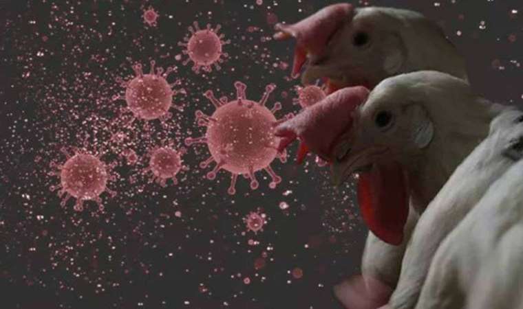 Türkiye kuş gribinde kaybettiği 'arilik' statüsünü yeniden kazandı