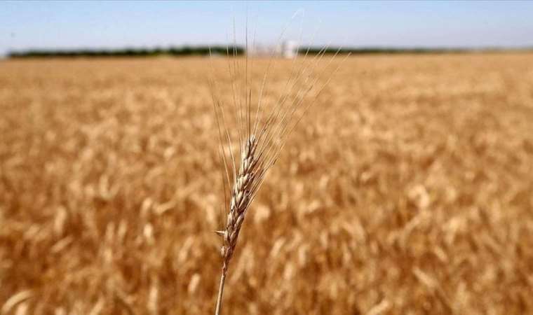 Ukrayna'dan Kenya adımı: Tahıl merkezi kuracak