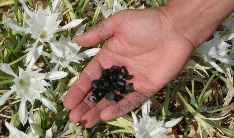 Nesli tükenme tehlikesi altında... Kum zambaklarını koparmanın cezası 244 bin TL!