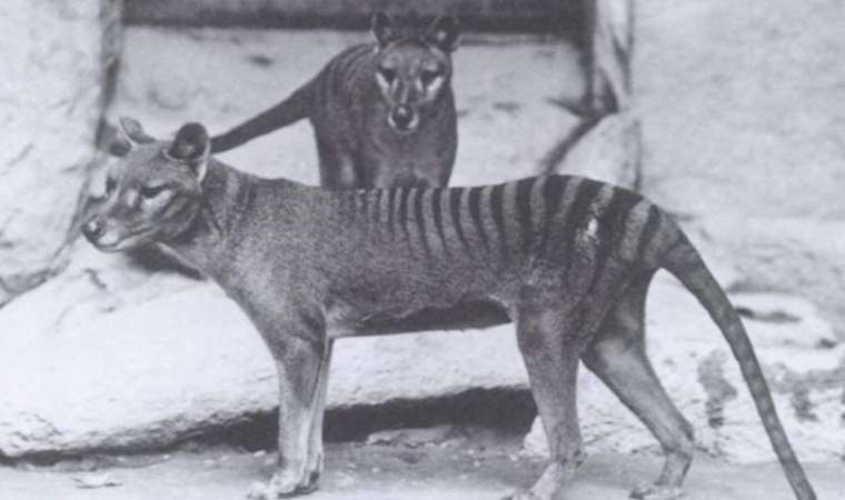 130 yıl önce nesli tükenen bir türün RNA'sını ilk kez incelendi