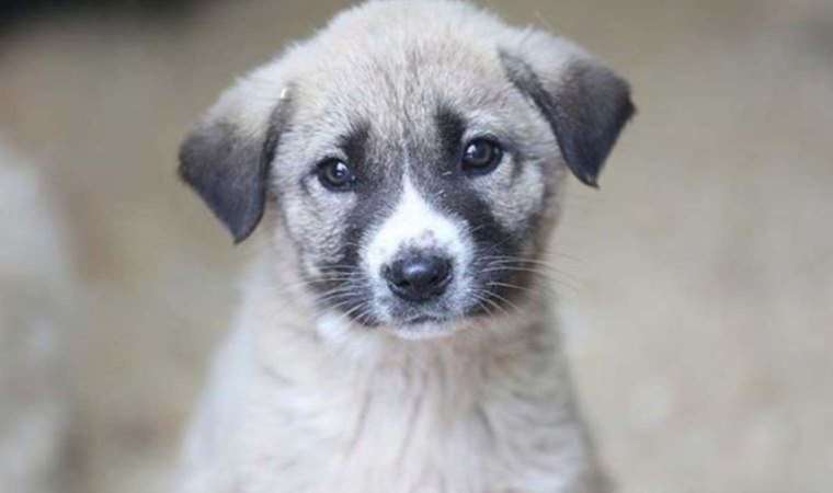 Hayvanlara ne olacak?