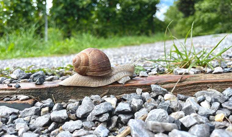 Hermafrodit bir aşk