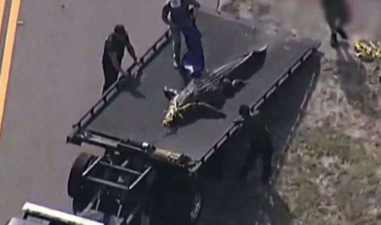 Ağzında bir kadının kalıntıları bulunan timsah öldürüldü