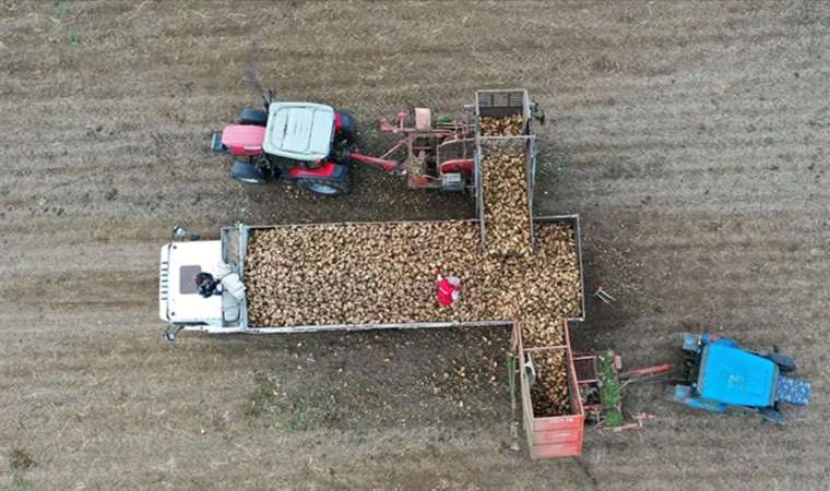 Pancar üreticilerine avans ödemeleri bugün yapılacak