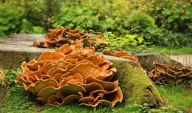 Dünya'da bir ilk: Bitki mantarı bir insana bulaştı