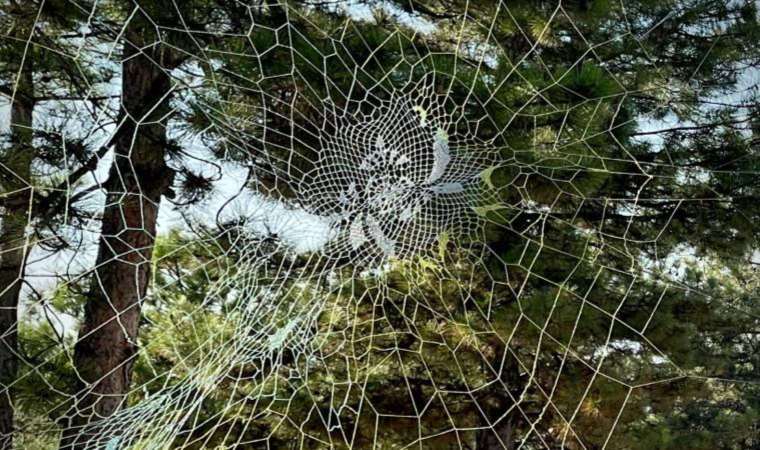 Nur Gökbulut'un “Doğal Koruma” isimli dev örümcek ağı enstalasyonları  ODTÜ’de