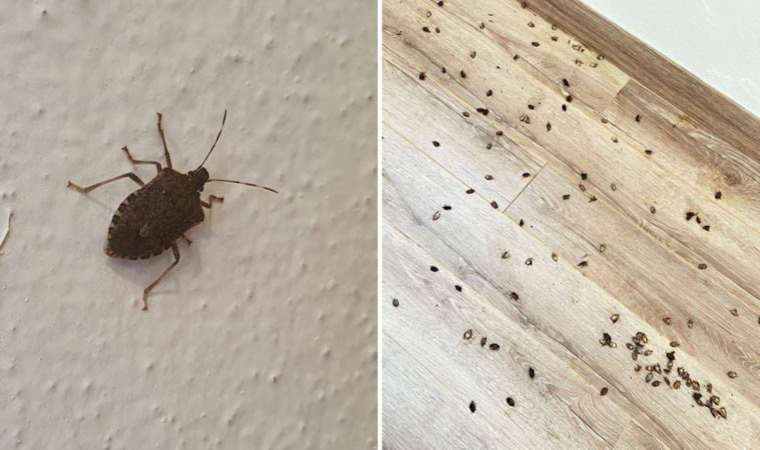 Fındık fabrikasını istila ettiler: Günde 30 kilometre yol kat ediyor...