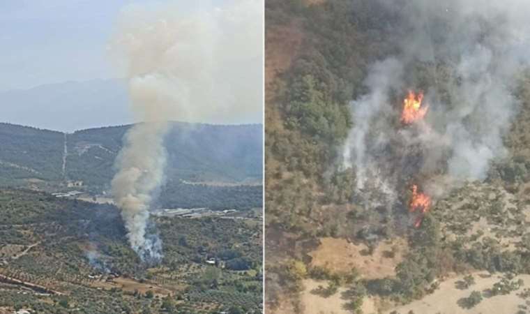 Çöp yakarken ormanı yaktı... Köpek hayatını kaybetti