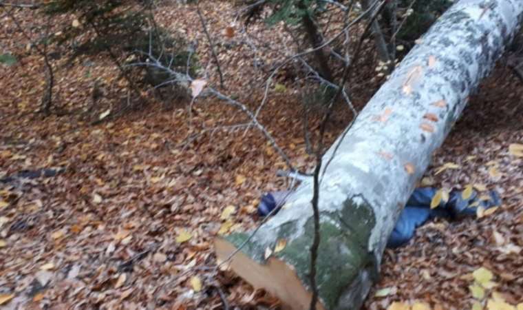 Feci olay... Kestiği ağacın altında kalarak hayatını kaybetti