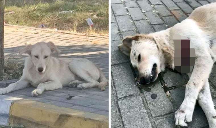 Avcılar'da vahşet: Hayvanlar kesici aletle öldürüldü