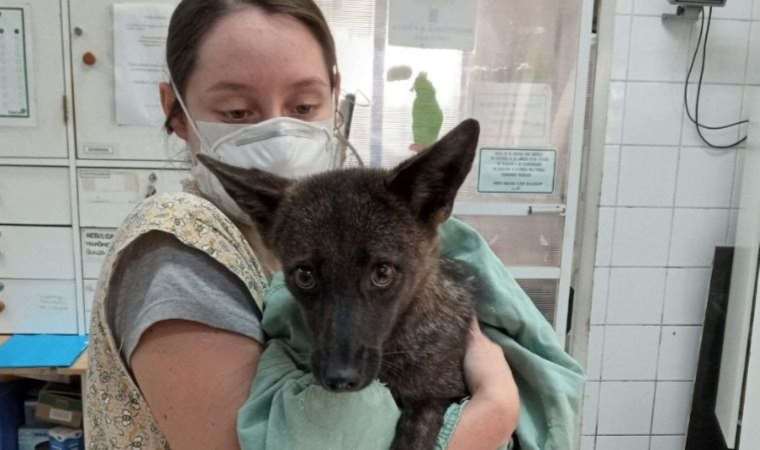 Brezilya'da ilginç keşif; dünyanın ilk tilki-köpek melezi
