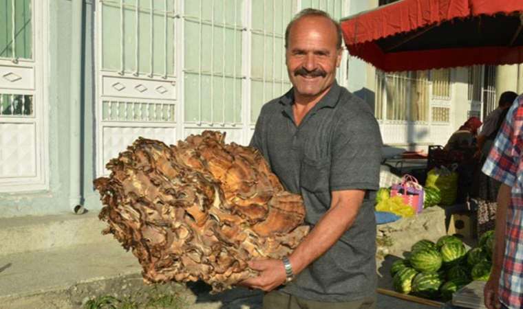 Tam 37 kilo... Kastamonu'da ormanda buldu!