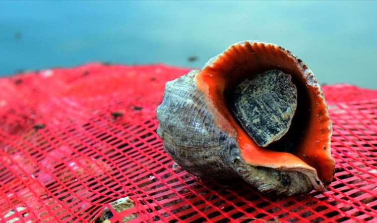 Türkiye'nin deniz salyangozu ihracatı 11,6 milyon doları aştı