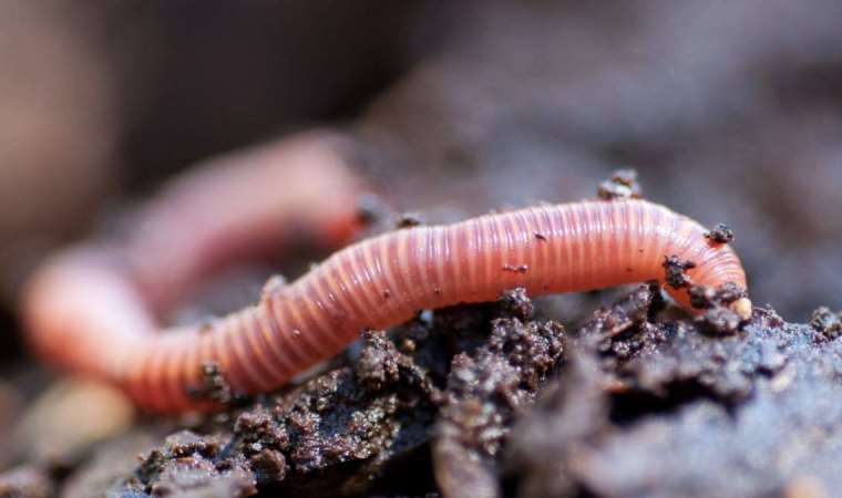 Solucanların, küresel tahıl üretimine 'devasa' katkısı dikkat çekti