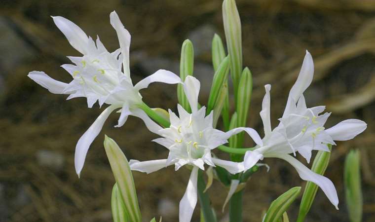 Kum zambakları nedir? Kum zambakları ne zaman açar? Kum zambağını koparmanın cezası ne kadar?