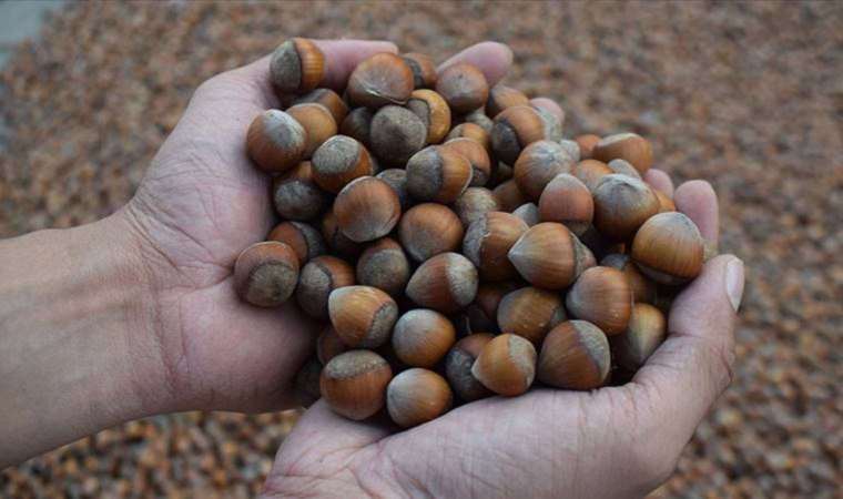 Karadeniz'de kriz... Fındık üretimindeki azalmanın sebebi belli oldu!